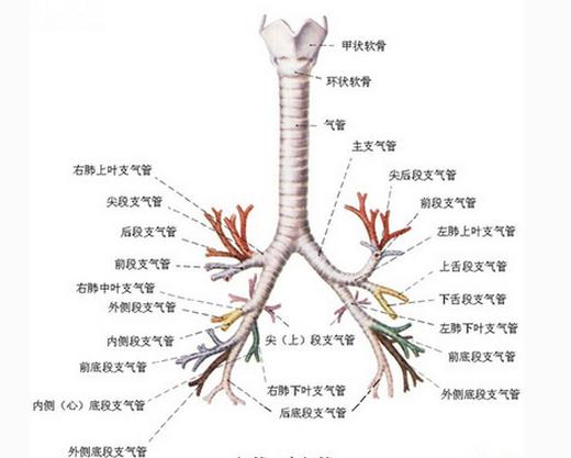 气管、支气管和肺（前面观）