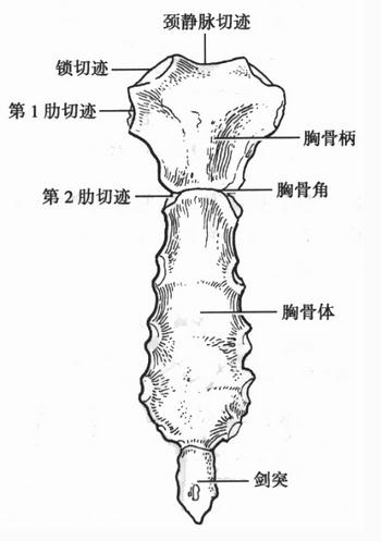 胸骨