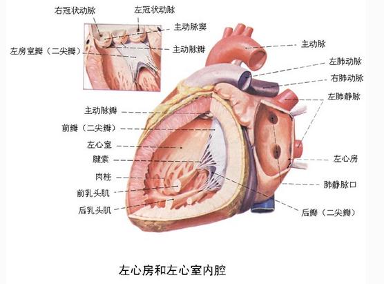 左心房和左心室内腔