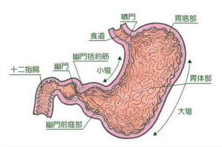 胃解剖图
