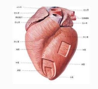心肌的走行