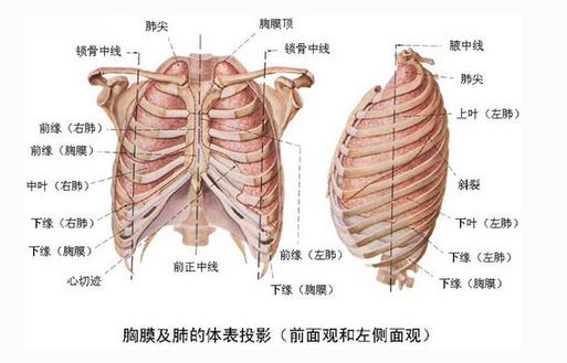 胸膜及肺的体表投影
