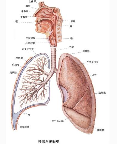 呼吸系统概观