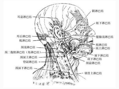 头颈部浅淋巴结系统