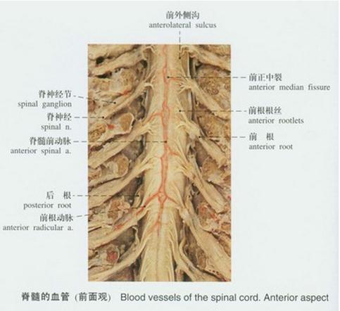 脊髓的血管(前面观)