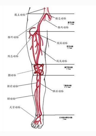 下肢的动脉