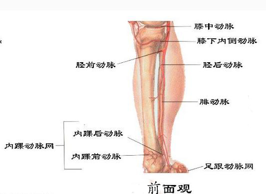下肢的动脉腿部（前面观）