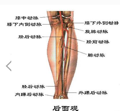 下肢的动脉腿部（后面观）