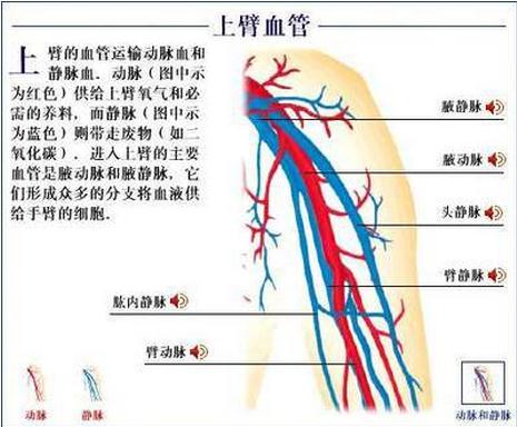 上臂血管