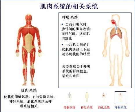 肌肉系统的相关系统