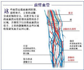 前臂血管