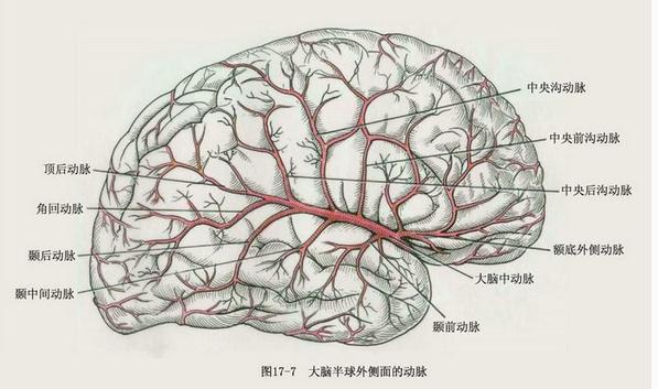 大脑半球外侧面的动脉