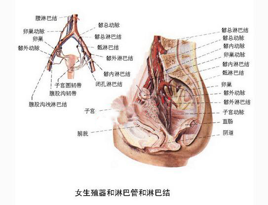 女生殖器的淋巴管和淋巴结