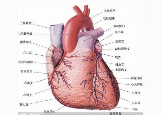 心脏血管