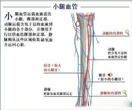 小腿血管