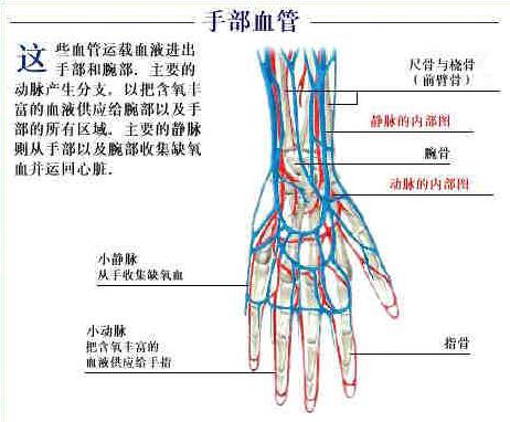 手部血管