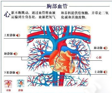 胸部血管(男）