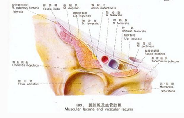 肌腔隙及血管腔隙