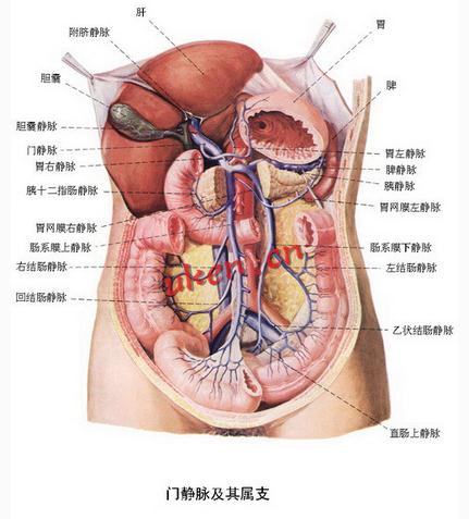 门静脉及其属支