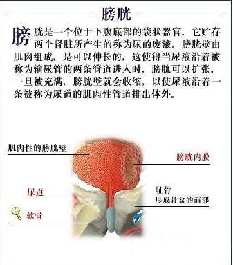 泌尿系统解剖图谱之膀胱