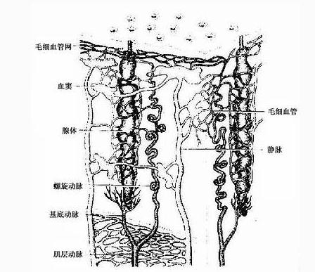 子宫内膜血管与腺模式图