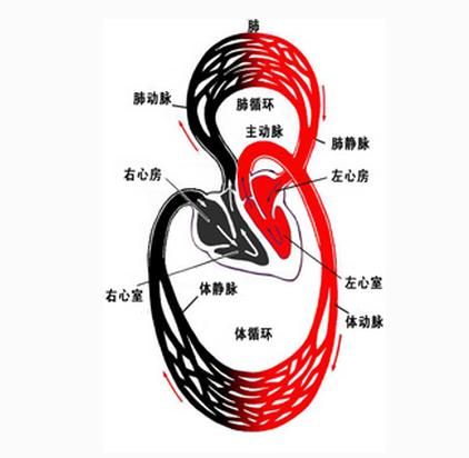 心血管的构成