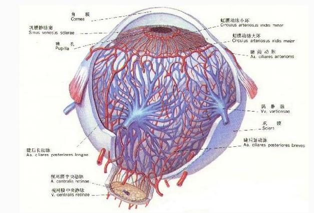 眼球的血管神经分布模式图
