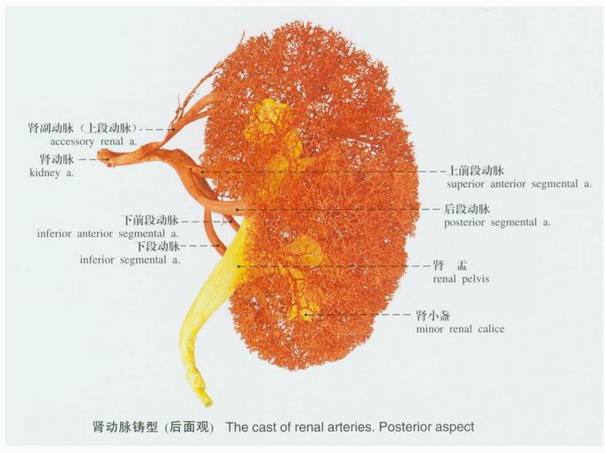 肾动脉铸型（后面观）