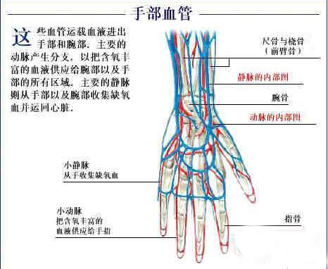 手部血管