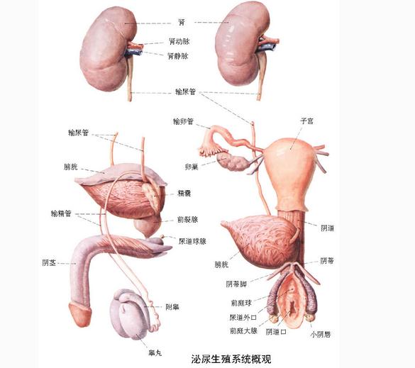 泌尿系统解剖图谱