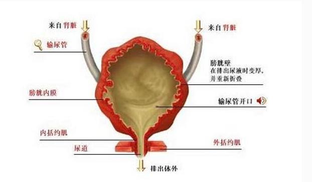 膀胱充盈