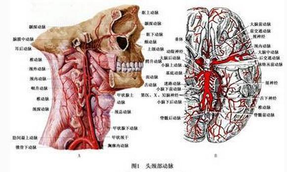 头部和颈部动脉