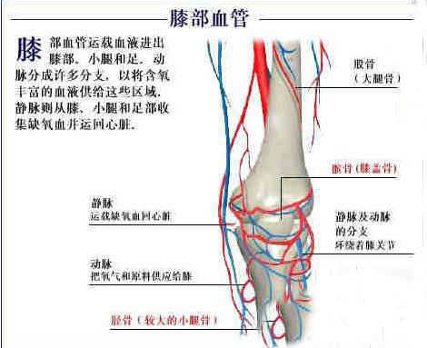 膝部血管