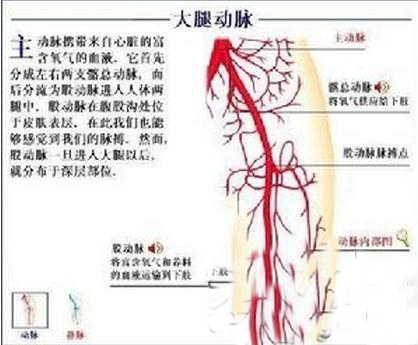 大腿动脉
