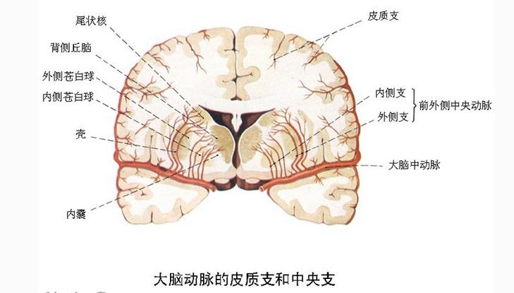 大脑动脉的皮质支和中央支
