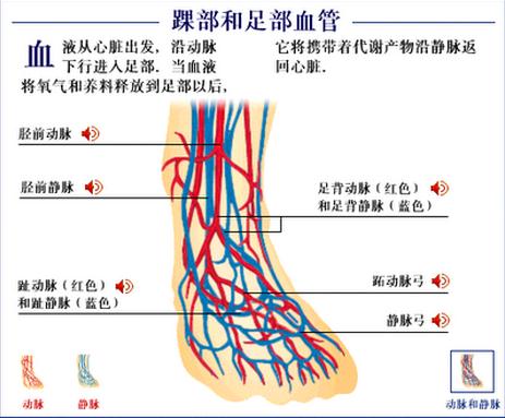 足血管