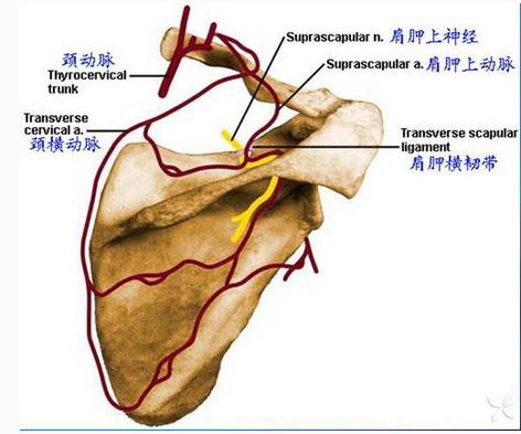 肩胛动脉