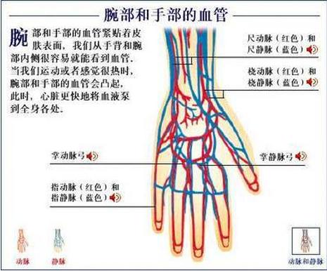 腕部和手部静脉