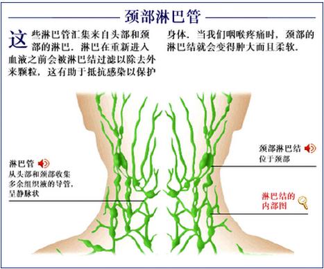 颈部淋巴管