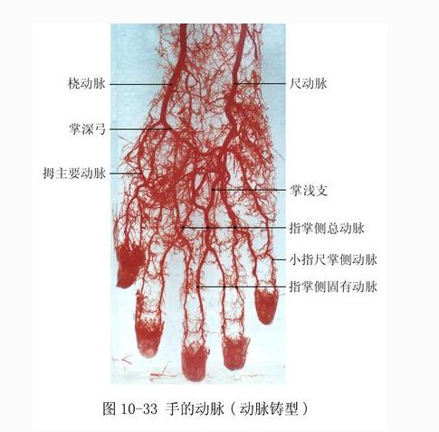 手动脉铸型（后面观）