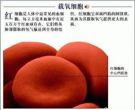 载氧红细胞