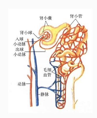 肾单位