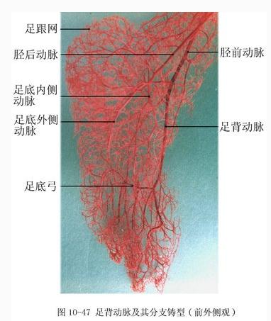 足背动脉及其分支铸型