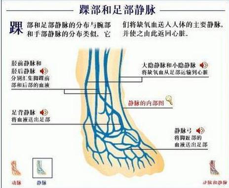 踝部和足部静脉