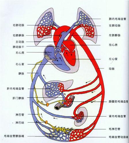 全身血液循环图
