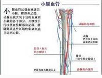 小腿血管