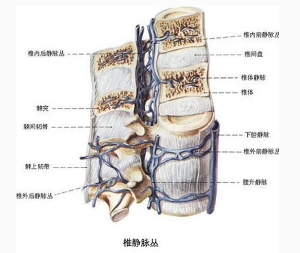 椎静脉丛
