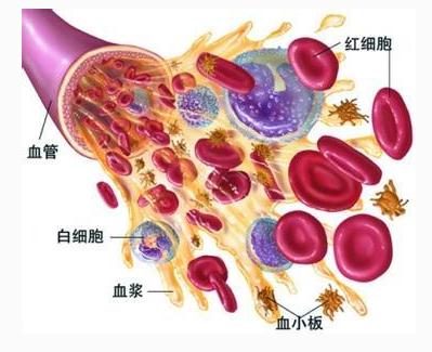 血管的内部图
