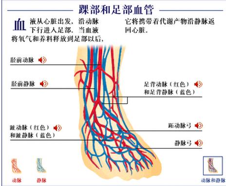 踝和足部血管