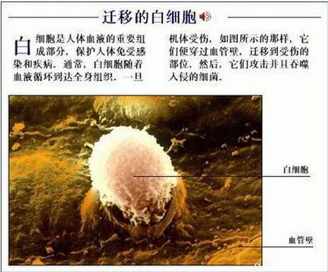 迁移的白细胞